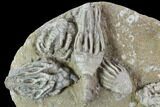 Crinoid Plate With Four Species - Crawfordsville #94804-3
